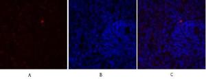 Immunofluorescence analysis of rat spleen tissue using Anti-eNOS Antibody (red) at 1:200 (4 °C overnight). Cy3 labelled secondary antibody was used at 1:300 (RT 50min). Panel A: Target. Panel B: DAPI. Panel C: Merge