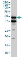 Anti-BMP7 Mouse Monoclonal Antibody [clone: M1-F8]