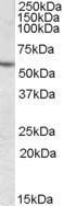 Anti-CES1 Goat polyclonal antibody