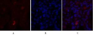 Immunofluorescence analysis of rat lung tissue using Anti-eNOS Antibody (red) at 1:200 (4 °C overnight). Cy3 labelled secondary antibody was used at 1:300 (RT 50min). Panel A: Target. Panel B: DAPI. Panel C: Merge