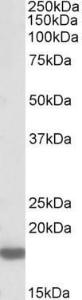 Anti-PTN Antibody (A84712) (03 µg/ml) staining of Rat Brain lysate (35 µg protein in RIPA buffer) Primary incubation was 1 hour Detected by chemiluminescence