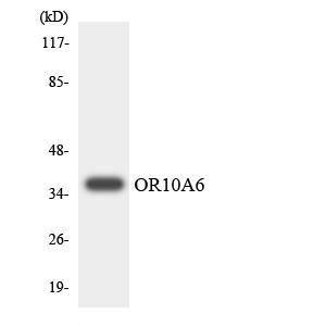 Antibody anti-OR10A6 A100472-100 100 µg