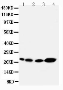 Anti-Caveolin-2 Rabbit Polyclonal Antibody