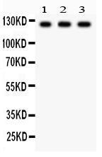 Anti-PLD1 Rabbit Polyclonal Antibody