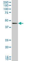 Anti-BMP7 Mouse Monoclonal Antibody [clone: M1-F8]