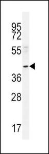 Anti-NEU2 Rabbit Polyclonal Antibody (APC (Allophycocyanin))