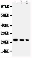 Anti-BAFF Rabbit Polyclonal Antibody