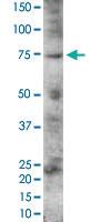 Anti-PMEL Goat Polyclonal Antibody