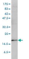 Anti-PTGES3 Mouse Monoclonal Antibody [clone: 3H1-2A8]