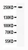 Anti-CaV1.3 Rabbit Antibody