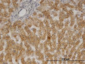 Anti-PTGES3 Mouse Monoclonal Antibody [clone: 3H1-2A8]