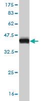 Anti-PBK Mouse Monoclonal Antibody [clone: 1E11]