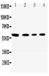 Anti-SynCAM Rabbit Antibody