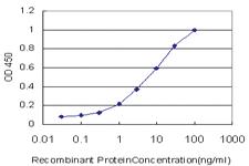 Anti-EGR1 Mouse Monoclonal Antibody [clone: 3G3]