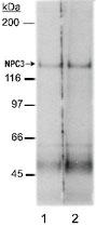 Anti-NPC1L1 Rabbit Polyclonal Antibody