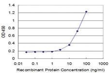 Anti-PTGES3 Mouse Monoclonal Antibody [clone: 3H1-2A8]