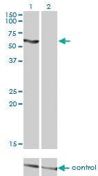 Anti-SLC33A1 Mouse Monoclonal Antibody [clone: 3A4]