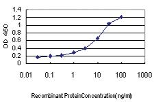 Anti-MIB1 Mouse Monoclonal Antibody [clone: 2A9]