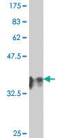 Anti-DNASE2 Mouse Polyclonal Antibody