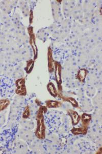 Anti-Kallikrein 1 Rabbit Polyclonal Antibody