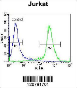 Anti-PTPRC Rabbit Polyclonal Antibody (HRP (Horseradish Peroxidase))