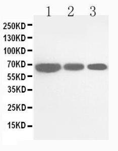 Anti-Cdc25B Rabbit Polyclonal Antibody