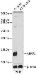 Antibody A306111-100 100 µl