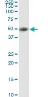 Anti-STRADA Rabbit Polyclonal Antibody