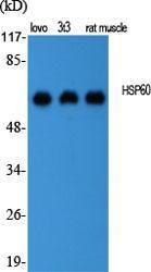 Western blot analysis of various cells using Anti-HSP60 Antibody