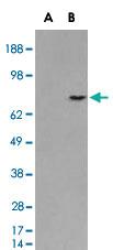 Anti-PMEL Goat Polyclonal Antibody