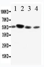 Anti-CD89 Rabbit Polyclonal Antibody