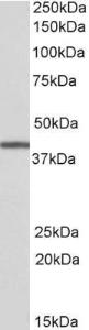 EB9630 (0.3µg/ml) staining of Human Bone Marrow lysate (35µg protein in RIPA buffer). Primary incubation was 1 hour. Detected by chemiluminescence.