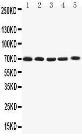 Anti-Kv1.4 Rabbit Antibody