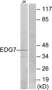 Western blot analysis of lysates from Jurkat cells using Anti-EDG7 Antibody. The right hand lane represents a negative control, where the antibody is blocked by the immunising peptide.