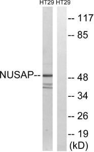 Anti-NUSAP1 antibody