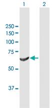 Anti-DNAJC11 Mouse Polyclonal Antibody