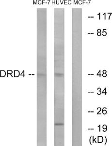 Western blot analysis of lysates from MCF-7 and HUVEC cells using Anti-DRD4 Antibody. The right hand lane represents a negative control, where the antibody is blocked by the immunising peptide.