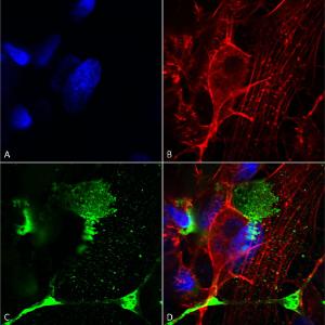 Immunocytochemistry/Immunofluorescence analysis of human neuroblastoma cells (SH-SY5Y), fixed in 4% PFA for 15  min, using Anti-LRP4 Antibody [S207-27] (A304980), at 1:200 for overnight at 4 °C with slow rocking.