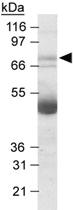 Anti-NOX4 Rabbit Polyclonal Antibody