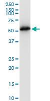 Anti-TUBB2A Mouse Monoclonal Antibody [clone: 4C8]