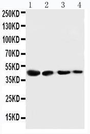 Anti-Cystathionase Rabbit Polyclonal Antibody