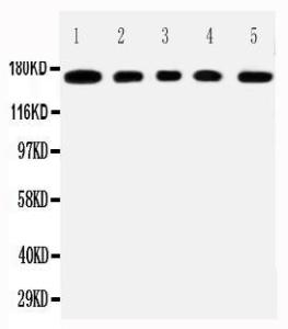 Anti-MUC1 Rabbit Antibody