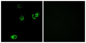 Immunofluorescence analysis of MCF7 cells using Anti-DRD4 Antibody. The right hand panel represents a negative control, where the antibody was pre-incubated with the immunising peptide.