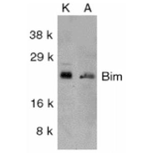 Western blot analysis of human K562 (Left) and A549 (Right) whole cell lysates showing detection of BIM protein using Anti-Bim Antibody (A304981) at 1:1,000