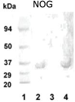 Anti-NOG Rabbit Polyclonal Antibody