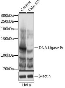 Antibody A92790-100 100 µl