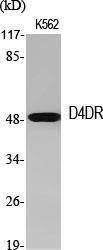 Western blot analysis of various cells using Anti-DRD4 Antibody