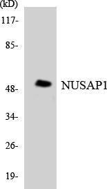 Anti-NUSAP1 Rabbit Polyclonal Antibody