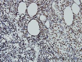 Anti-STAG2 Mouse Monoclonal Antibody [clone: 3C6]