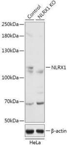 Western blot analysis of extracts from normal (control) and NLRX1 knockout (KO) HeLa cells, using Anti-NLRX1 Antibody (A92791) at 1:3,000 dilution The secondary antibody was Goat Anti-Rabbit IgG H&L Antibody (HRP) at 1:10,000 dilution Lysates/proteins were present at 25 µg per lane